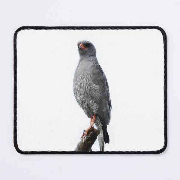 Item preview, Large Gray Bird designed and sold by DrAgonPhotos.