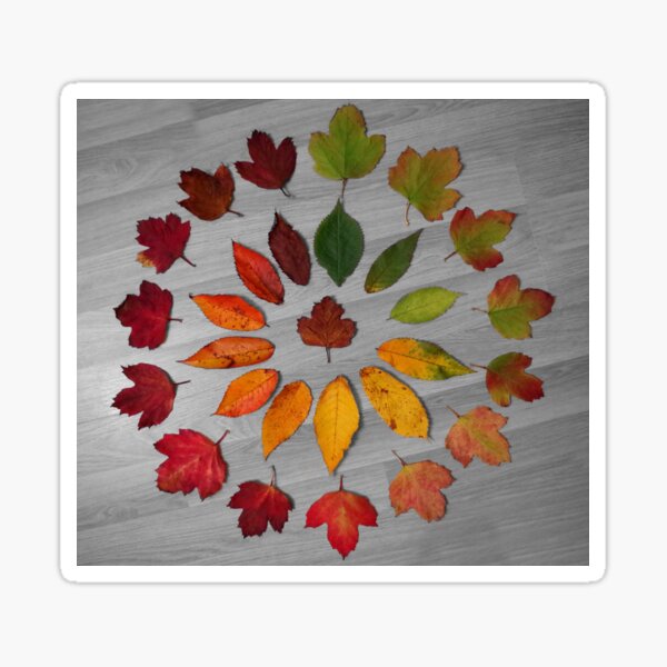 Cycle of leaf autumn leaf art Sticker