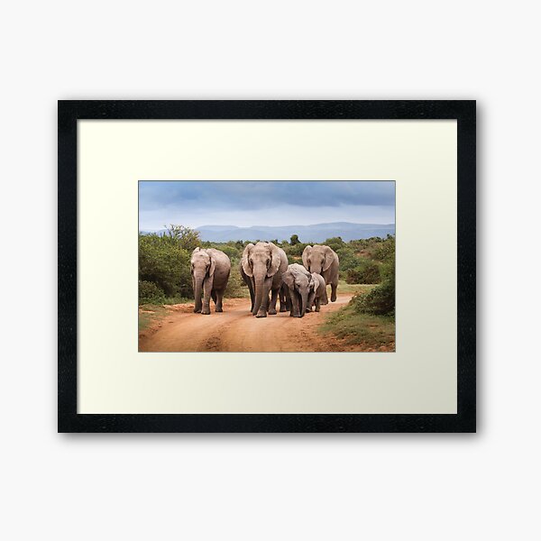 Item preview, Elephant I designed and sold by AntonyM Photography.