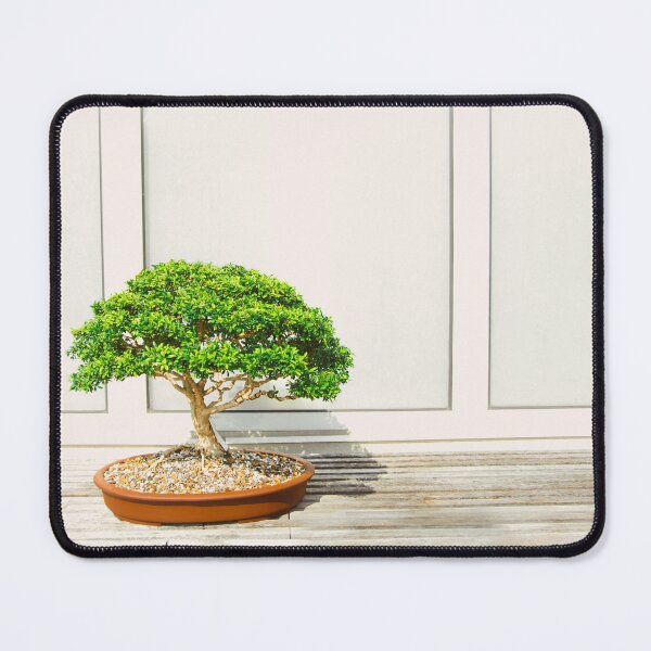 Item preview, Zen Bosai Tree, Bonsai Plant designed and sold by newburyboutique.