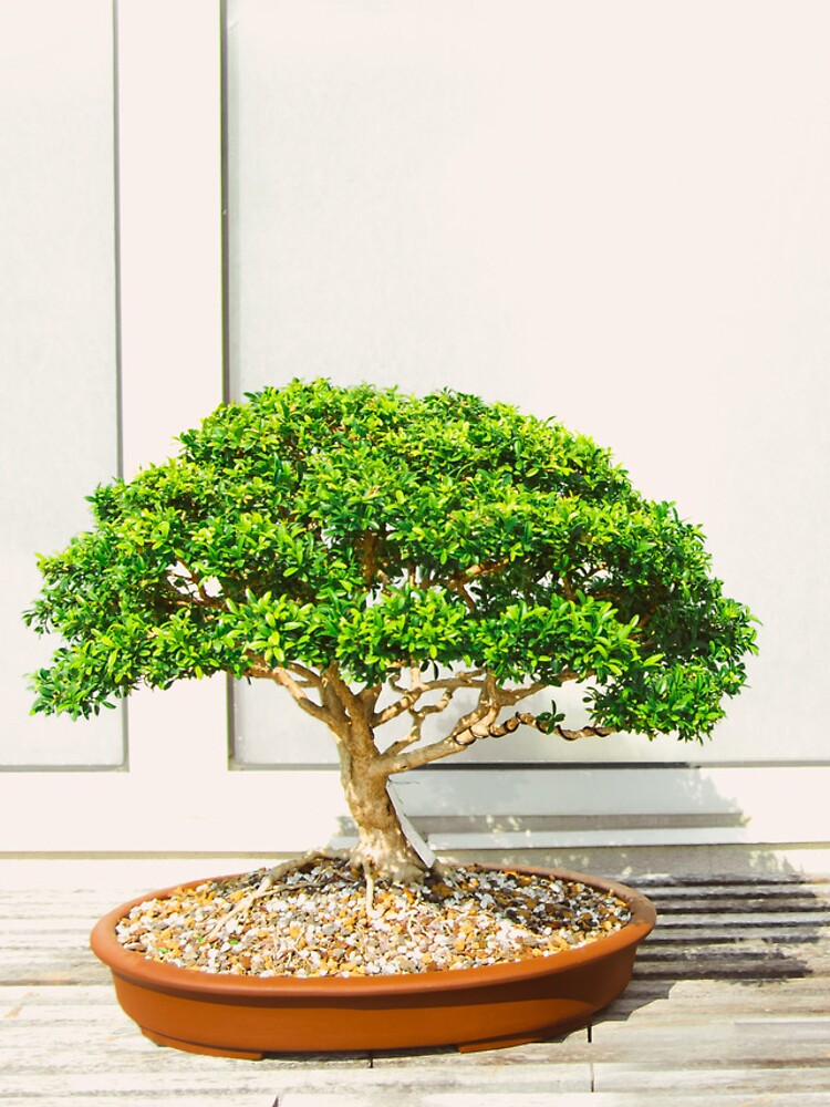 Zen Bosai Tree, Bonsai Plant Postcard for Sale by newburyboutique