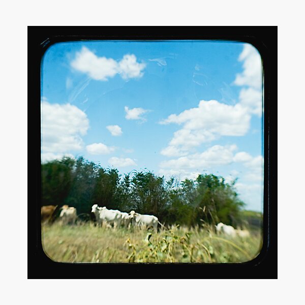 Item preview, Brahman Cattle designed and sold by Jules Campbell.