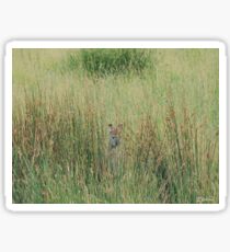 Kangaroo playing hide and seek Sticker