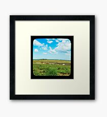 Cattle Walk the Line Framed Print
