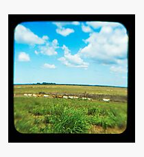 Cattle Walk the Line Photographic Print