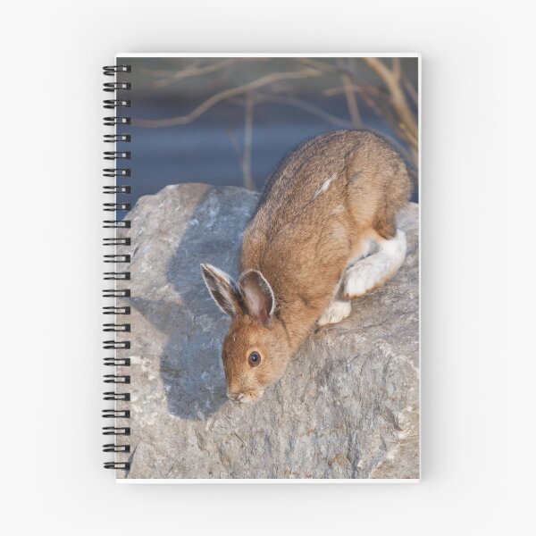 Item preview, Snowshoe hare (Lepus americanus) in Spring designed and sold by James Cumming.