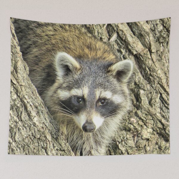 Item preview, North American Raccoon No.1 designed and sold by MaryLinH.