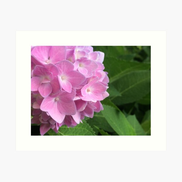 Hydrangea Blooms Art Print