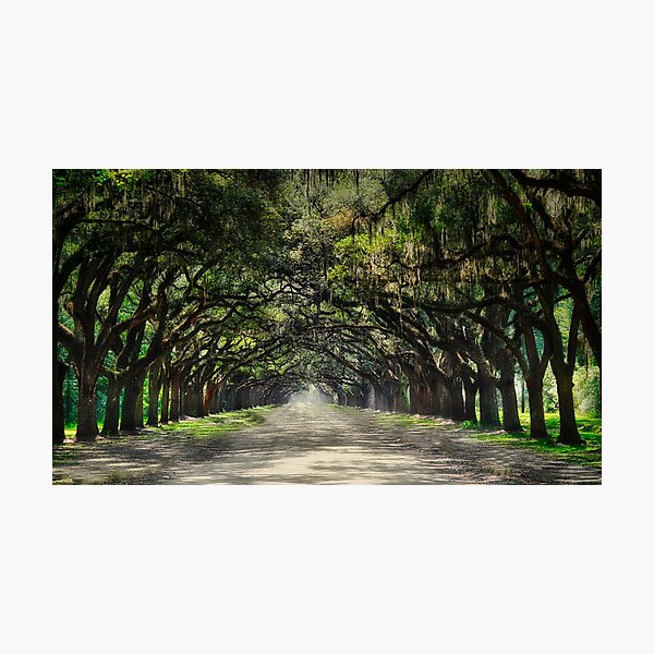 Item preview, Canopy of Oaks at Wormsloe Plantation designed and sold by dbvirago.