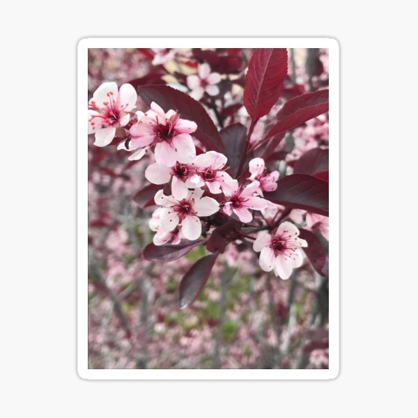 Springtime Blossoms Sticker