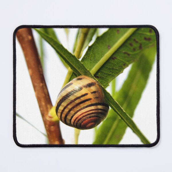 Item preview, Linger - Snail designed and sold by MaryLinH.