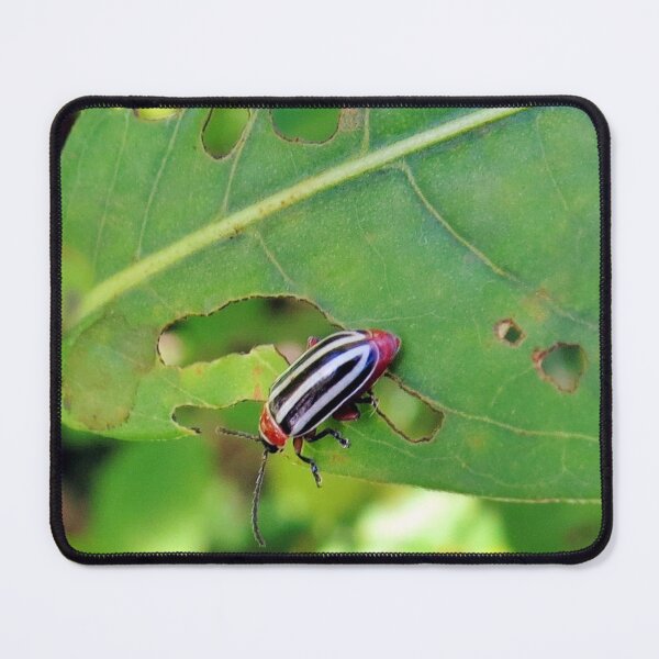 Item preview, Pigweed Beetle No, 3 designed and sold by MaryLinH.