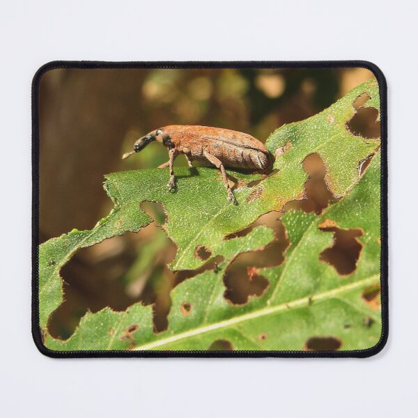 Item preview, Weevil No.1 designed and sold by MaryLinH.