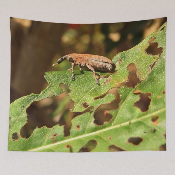 Item preview, Weevil No.1 designed and sold by MaryLinH.