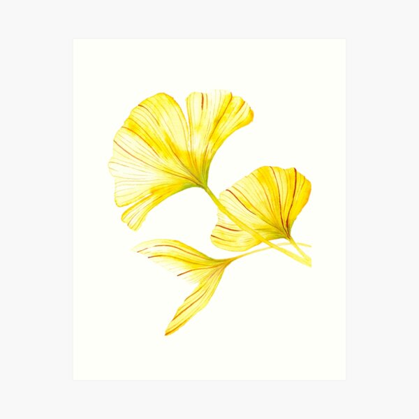 Ginko-Blätter Kunstdruck