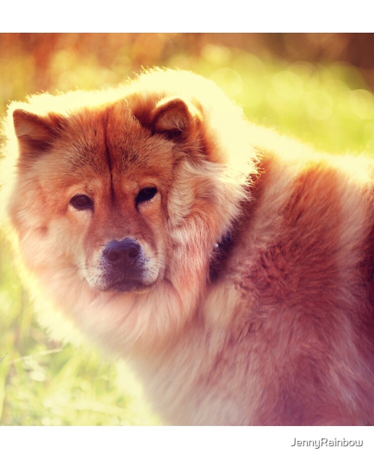 red chow chow dog
