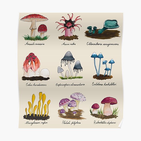 Naturalist Fungus Mushroom Collection Watercolour Antique Poster