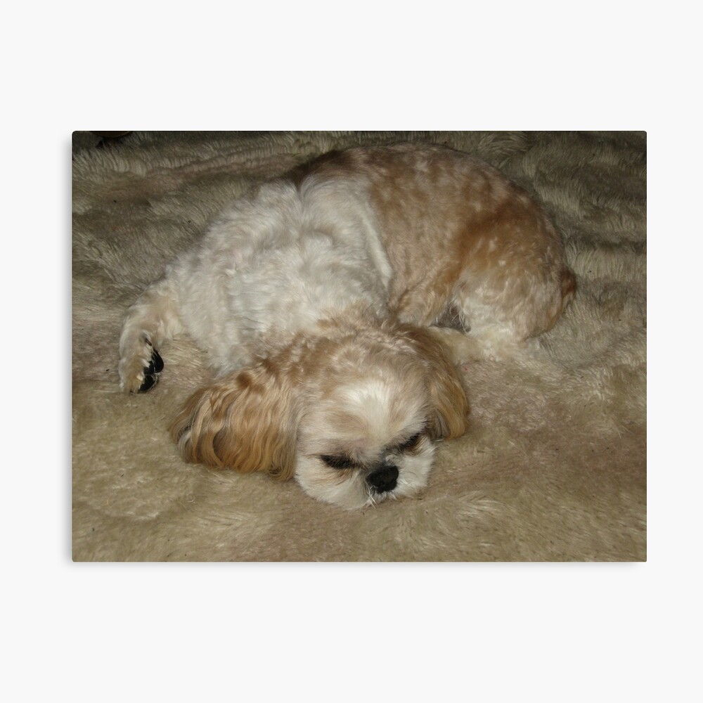 Shih Tzu Sleeping Pillow