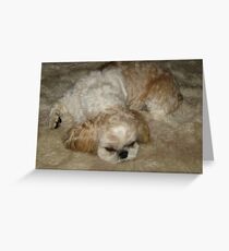 Shih Tzu Sleeping Greeting Card