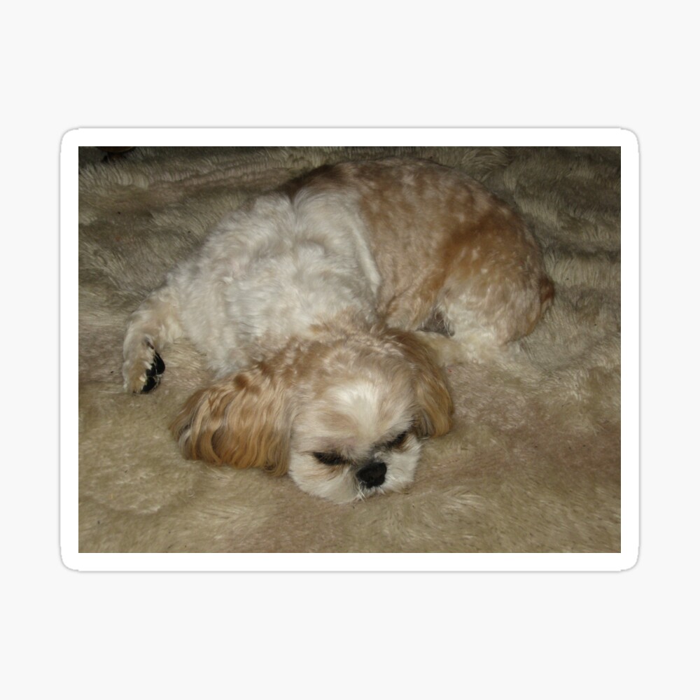 Shih Tzu Sleeping Pillow