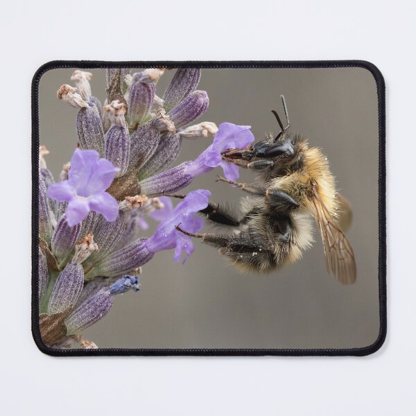 Item preview, Bee on lavenderw designed and sold by Mart R Porter Nature.