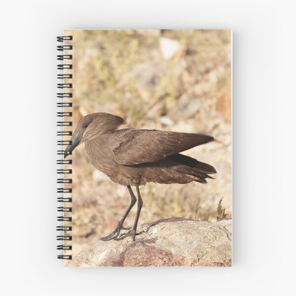 Item preview, Hamerkop (Scopus umbretta) on a rock in East Africa. designed and sold by Zosimus.