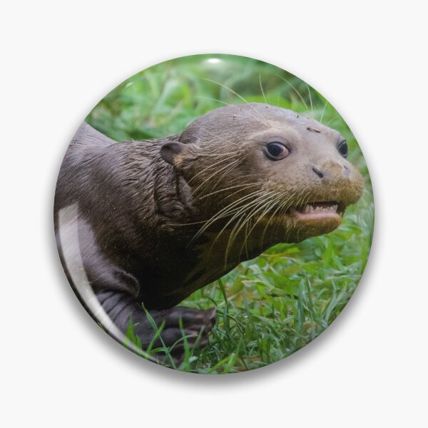 Item preview, Baby Otter Exploring its New Surroundings  designed and sold by LFPPhotography.