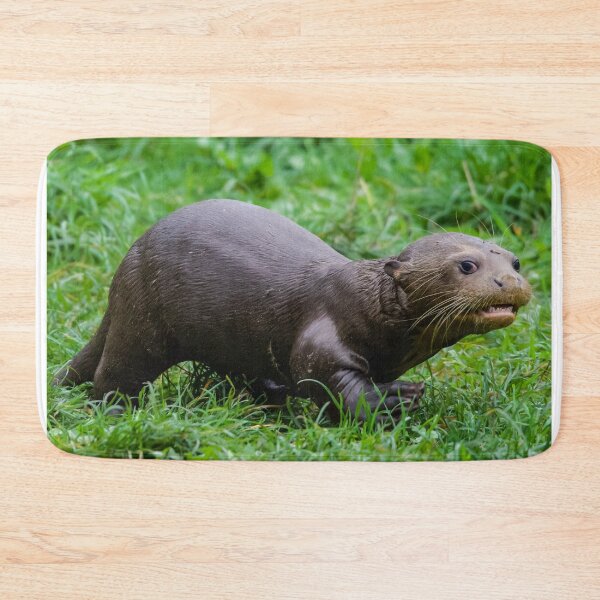 Item preview, Baby Otter Exploring its New Surroundings designed and sold by LFPPhotography.
