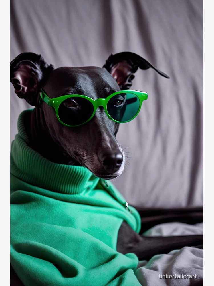 Italian greyhound with sunglasses Art Board Print for Sale by tinkertailorart Redbubble