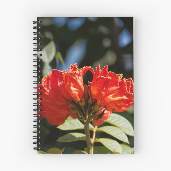 Item preview, Flowers of an African tuliptree (Spathodea campanulata) designed and sold by Zosimus.