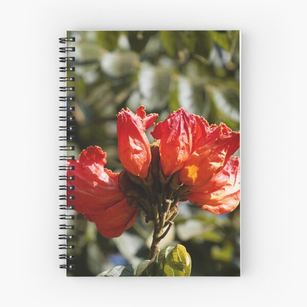 Item preview, Flowers of an African tuliptree (Spathodea campanulata) designed and sold by Zosimus.