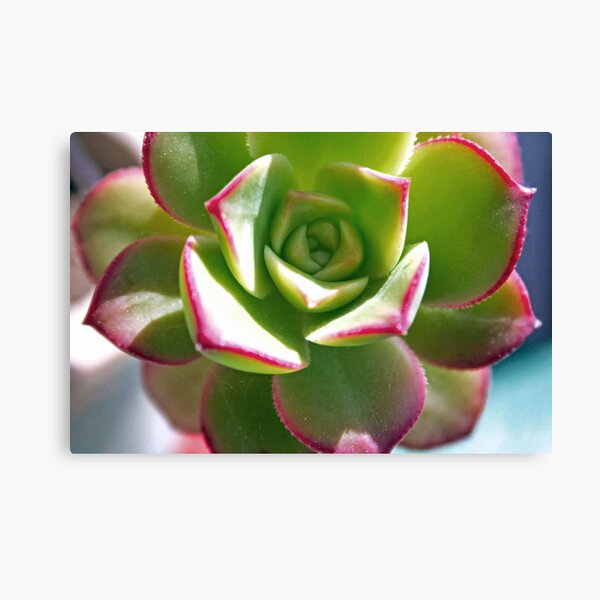 awake Canvas Print