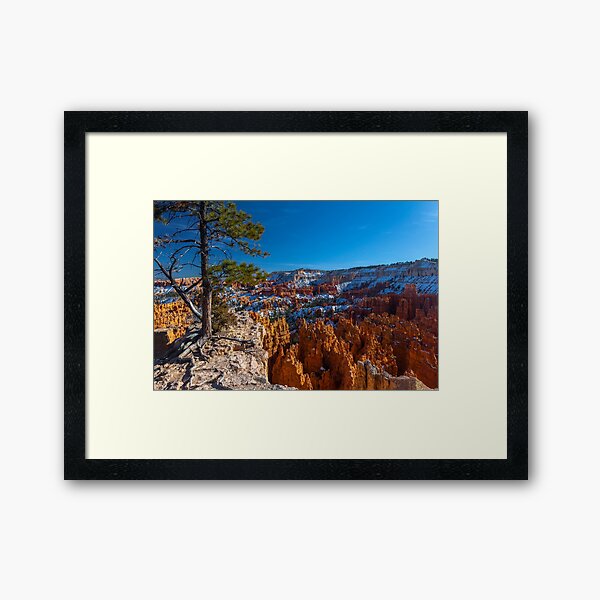 Barely Holding On, Bryce Canyon Sunrise Point Framed Art Print