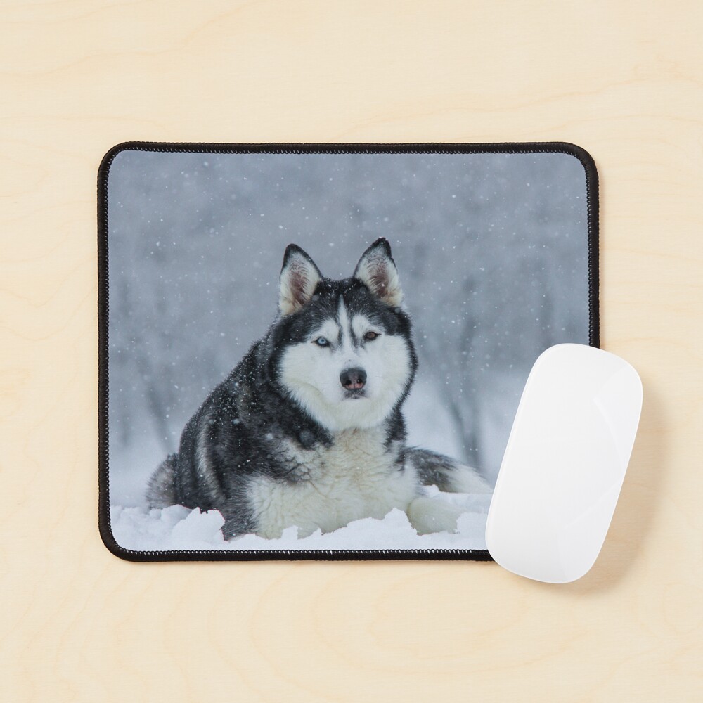 сибериан маус    Poster for Sale by myhuskymax | Redbubble