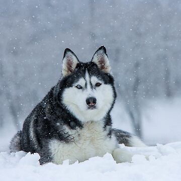 Majestic Siberian Husky with two different colored eyes in the