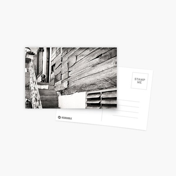 Cuban dog Postcard