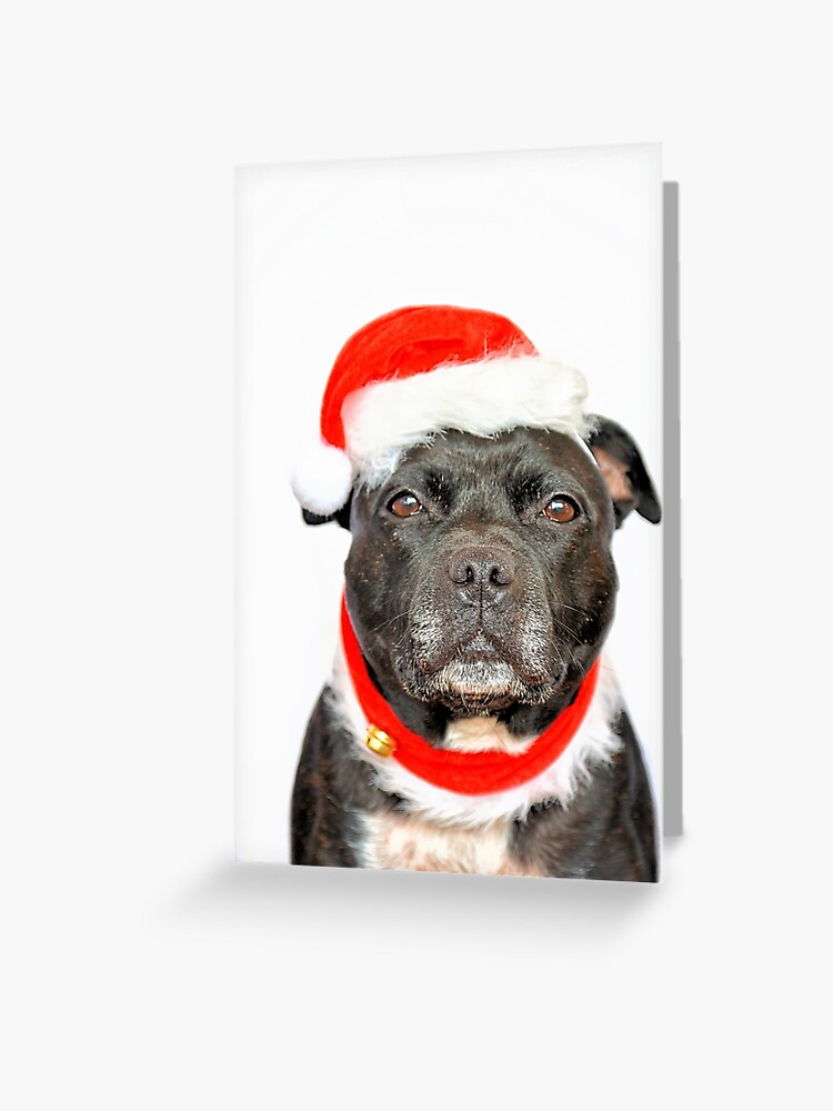 PERSONALISED STAFFY STAFFORDSHIRE BULL TERRIER DOG BIRTHDAY ANY OCCASION CARD