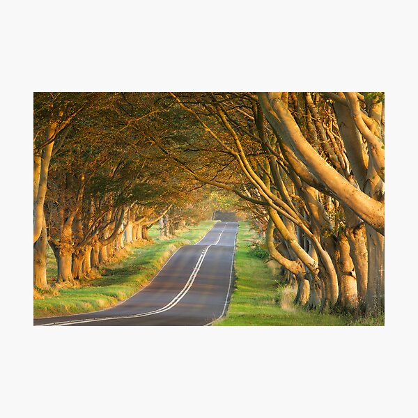 Beech Avenue Photographic Print