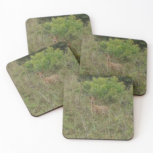Item preview, Nature, Animal, Africa, South Africa, Hluhluwe Umfolozi NP, Antelope, Photography, BebiCervin designed and sold by BebiCervin.