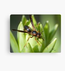 Wasp Macro Canvas Print
