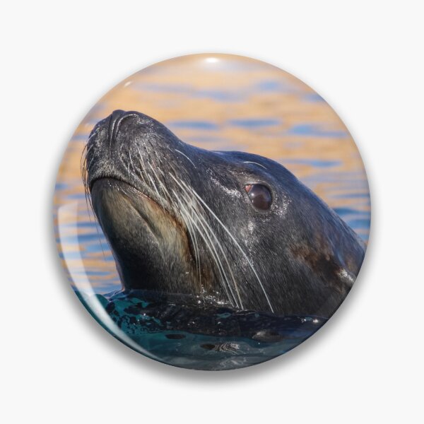 Item preview, Sea Lion Swimming in the Morning Sun designed and sold by LFPPhotography.