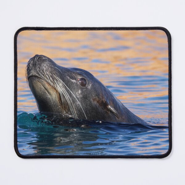 Item preview, Sea Lion Swimming in the Morning Sun designed and sold by LFPPhotography.