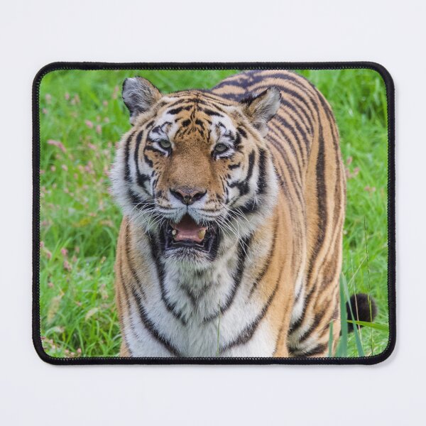 Item preview, Stunning Tiger designed and sold by LFPPhotography.