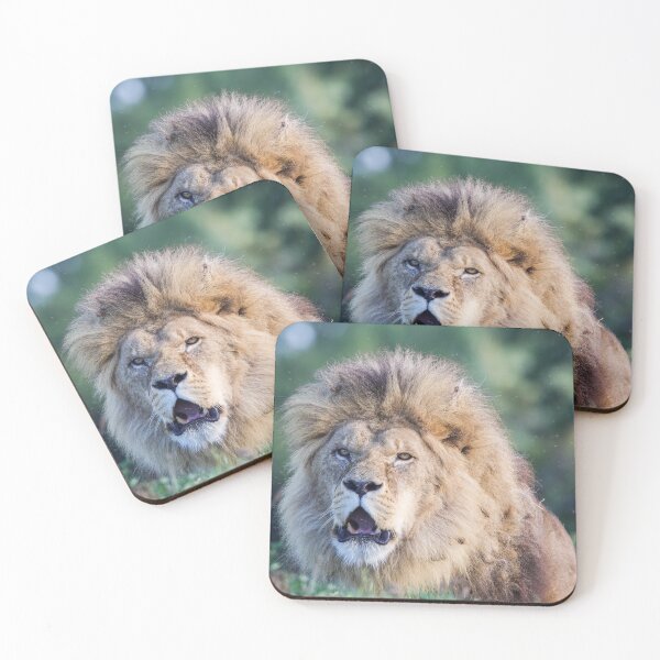 Item preview, Lion Surveying His Domain designed and sold by LFPPhotography.