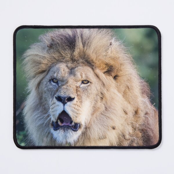 Item preview, Lion Surveying His Domain designed and sold by LFPPhotography.