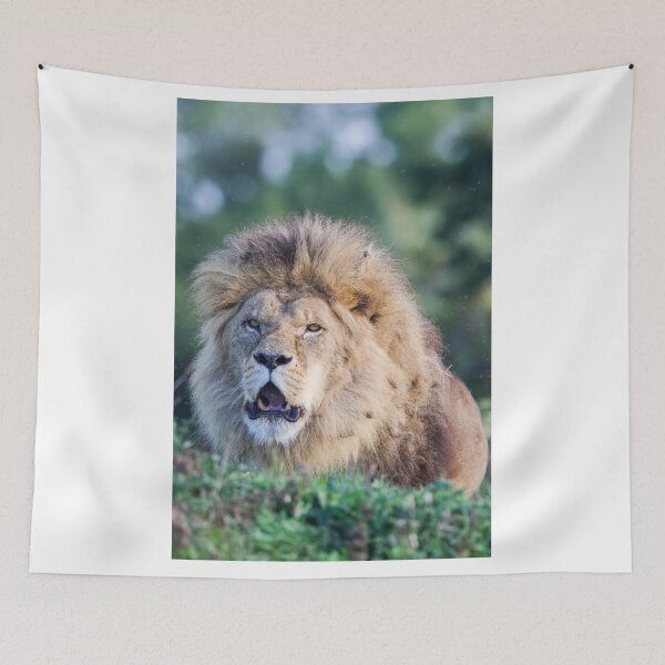 Item preview, Lion Surveying His Domain designed and sold by LFPPhotography.