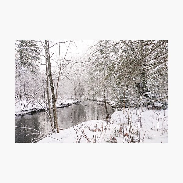 In The Forest Photographic Print