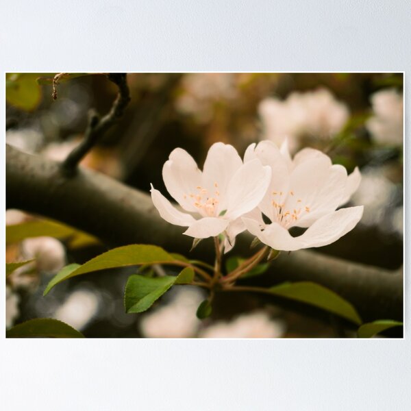 Item preview, Apple Blossoms designed and sold by Maria  Medeiros.