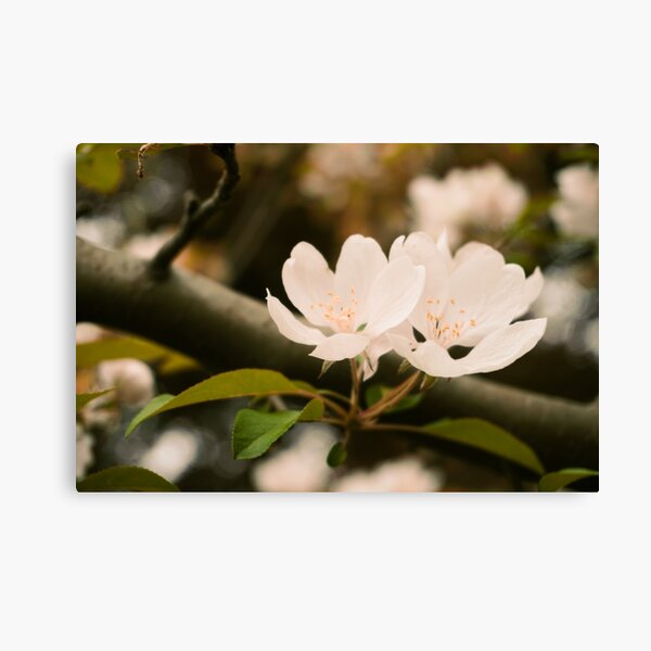 Apple Blossoms Canvas Print