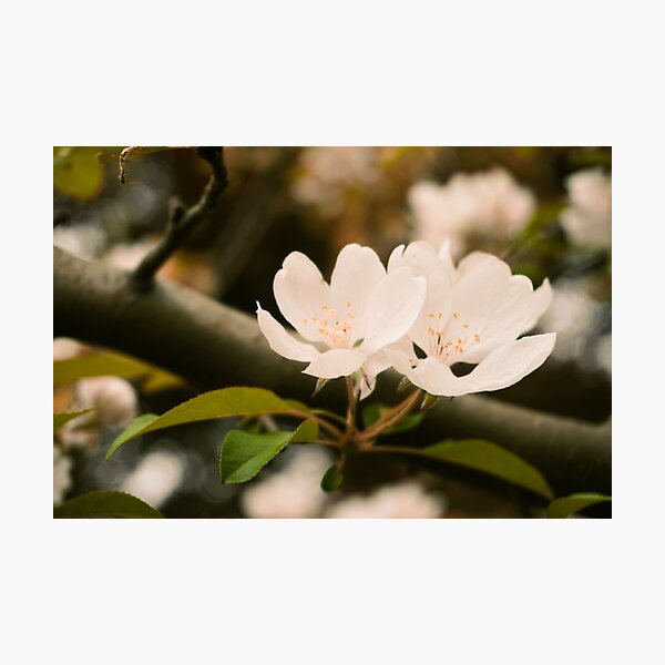 Item preview, Apple Blossoms designed and sold by Maria  Medeiros.